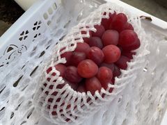 -马陆小张葡萄园农家乐