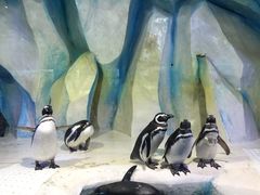 -皇家极地海洋世界-售票处