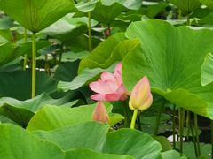 -长春市南湖公园