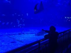 -烟台海昌鲸鲨海洋公园