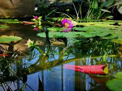 -国家植物园南园