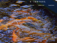 -松山湖南湖湾露营营地