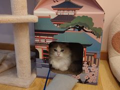 -猫咪派对(江南西店)