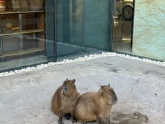-廊坊固安福朋喜来登酒店