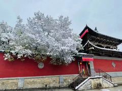 -塔尔寺-菩提树