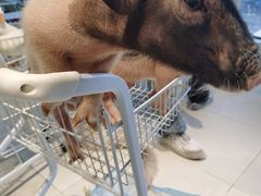 -怪兽屋·羊驼·猫咖·狗咖(俊华广场店)