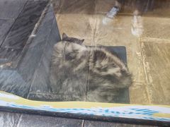 -猫咪博物馆(顶澳仔猫街店)