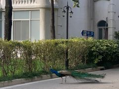 -J Create城市露营咖啡·简餐·宠物(上海动物园店)