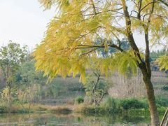 -白鹭湾湿地公园