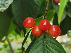 -樱桃山旅游景区