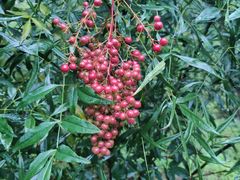 -西部兰花园生态园