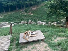 -大连森林动物园