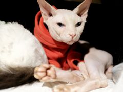 -more than meow吴止猫主题餐厅(承德 中船汇店)