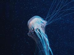 -欢乐海岸海洋奇梦馆