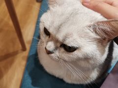 -滚猫咖啡·猫咖·猫友好撸猫(未来城店)