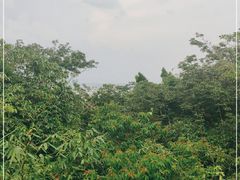 -三亚亚龙湾人间天堂鸟巢度假村