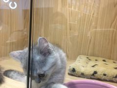 -屋虎猫馆(宝安大仟里店)