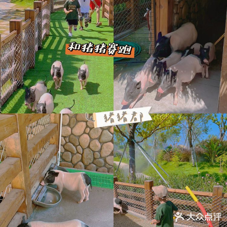 珠海旅游｜近距离接触小动物 小孩子的童话乐园