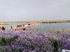 -包头南海湿地景区