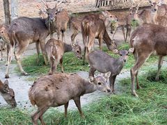 -清迈夜间动物园