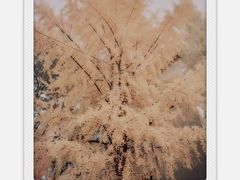 -四川大学(华西校区)