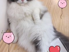 -李小姐の猫咖啡馆(五角场店)