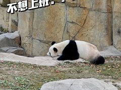 -上海野生动物园