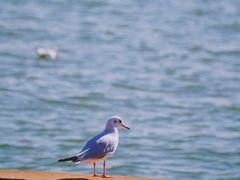 -滇池海埂公园