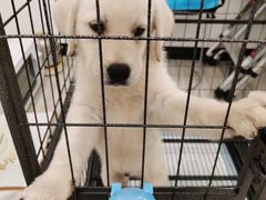 -翊宠yipet猫狗购宠庄园犬舍•猫舍