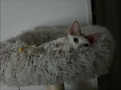 -山宅一喵德文卷毛猫舍