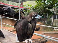 -西霞口神雕山野生动物世界