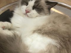 -喵园·猫主题咖啡厅·撸猫·猫咖(国贸店)