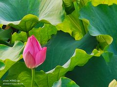 -荷塘月色湿地公园·向阳花洲