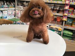 -我爱吾宠宠物美容院(朝阳路店)