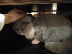 -more than meow吴止猫主题餐厅(承德 中船汇店)