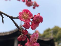 景点-无锡梅园公园