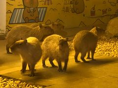 -郑州银基黄帝宫御温泉