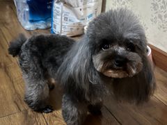 -FAELING PETS美天灵宠物(合生汇店)