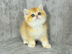 -小猫来了·猫舍(红山六九七九店)