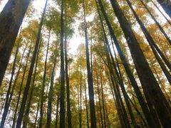 -山王坪喀斯特国家生态公园