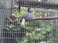 -新加坡飞禽公园
