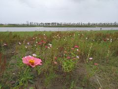-春花秋色城市公园