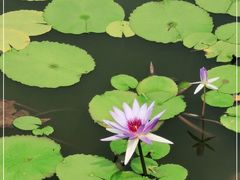 -东莞植物园