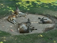 -西霞口神雕山野生动物世界