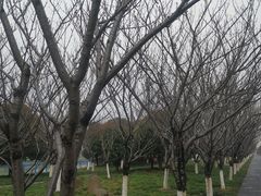-高东镇樱花园