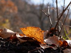 -黑河国家森林公园