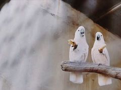 -吉隆坡雀鸟公园