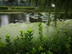 -白洋淀景区