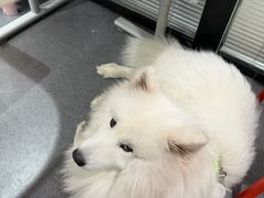 -伟伟宠物医院·CT影像中心·瑞派犬猫综合性门诊(汉口总院)