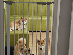 -是阿柴呀！柴犬咖啡·爱喵喵猫咖
